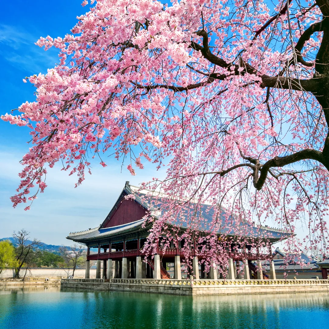 Cherry Blossom Chasing in Sapporo